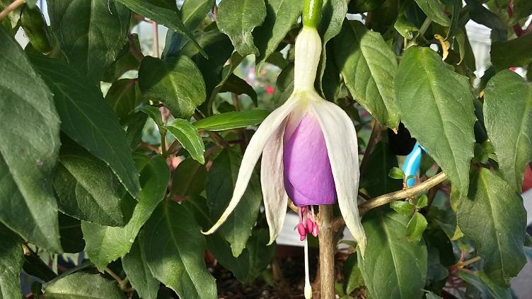 Fuchsia Delta`s Sarah