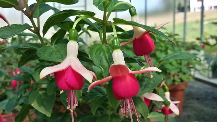 Fuchsia Delta`s Song