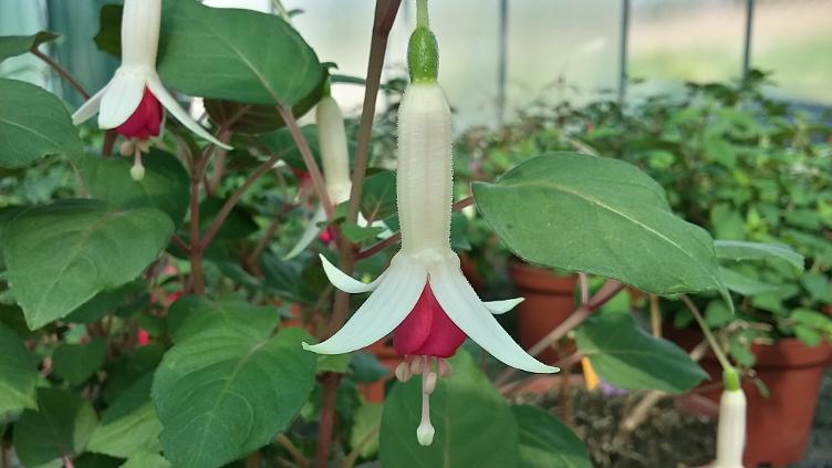 Fuchsia Deutsche Perle