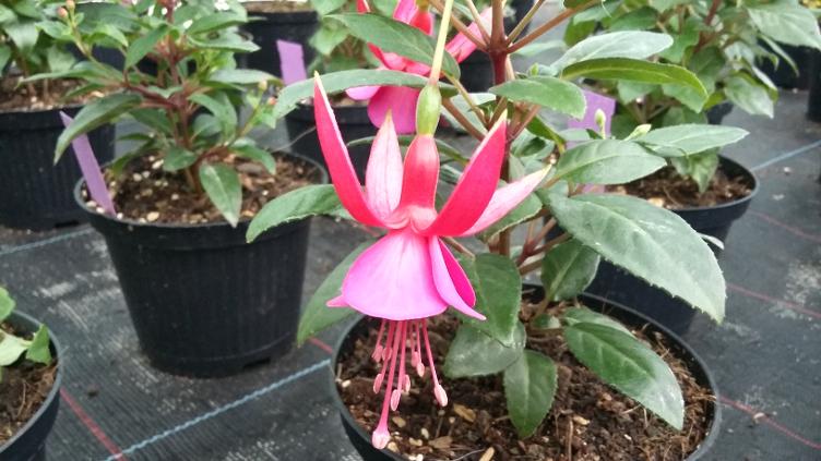 Fuchsia Display