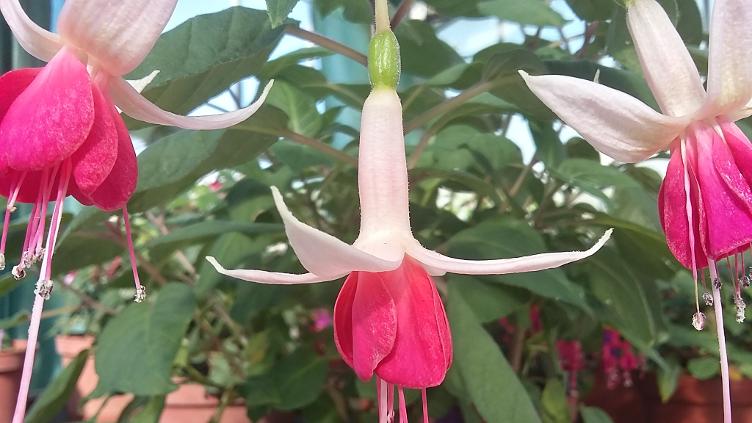 Fuchsia Duchess of Albany
