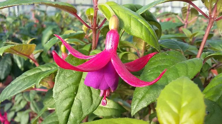 Fuchsia Duke of York