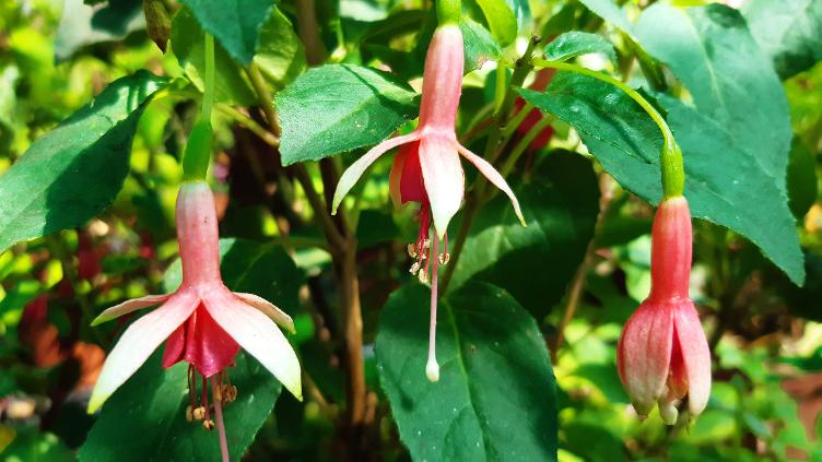 Fuchsia Dutch Flamingo