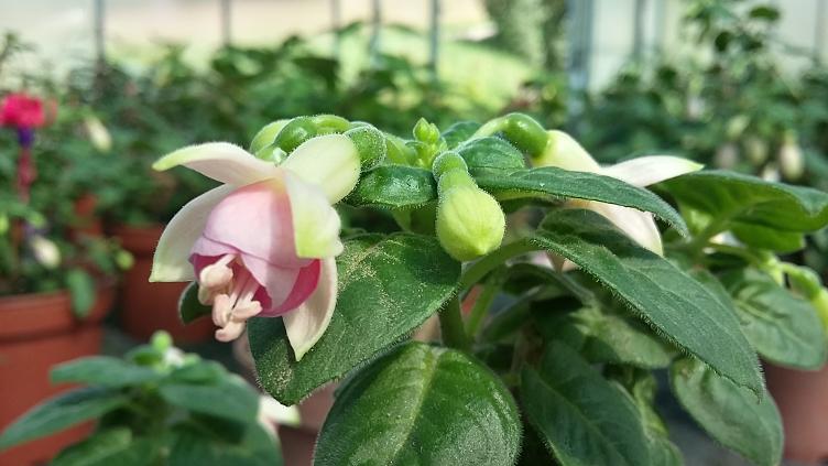 Fuchsia Eleanor Leytham