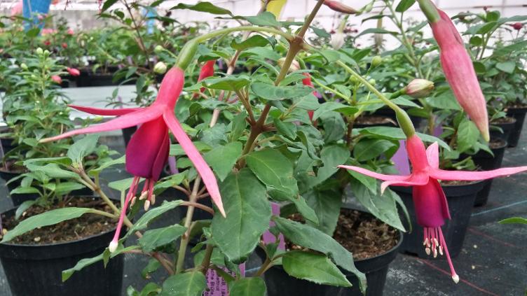 Fuchsia Eleanor Rawlins