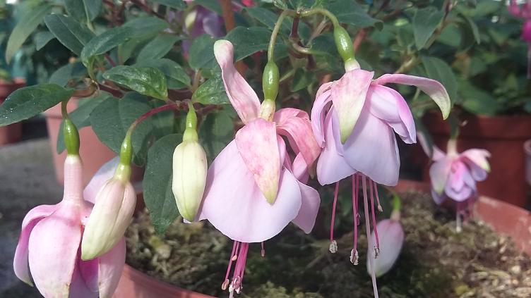 Fuchsia Elsie Mitchell