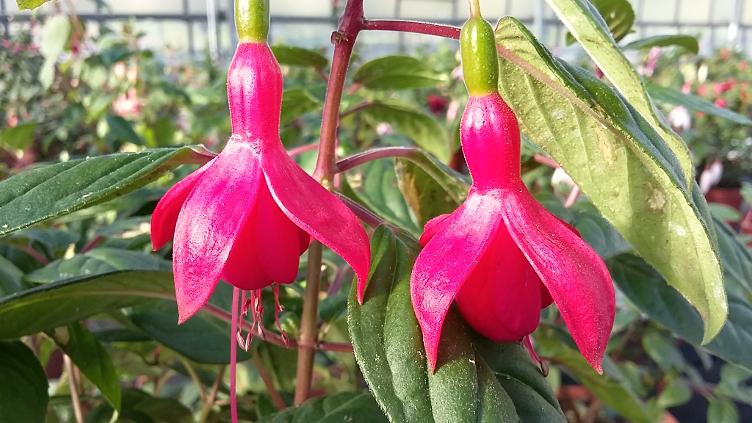 Fuchsia Empress of Prussia