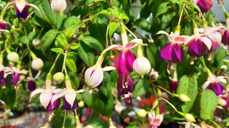 Fuchsia Eva Boerg