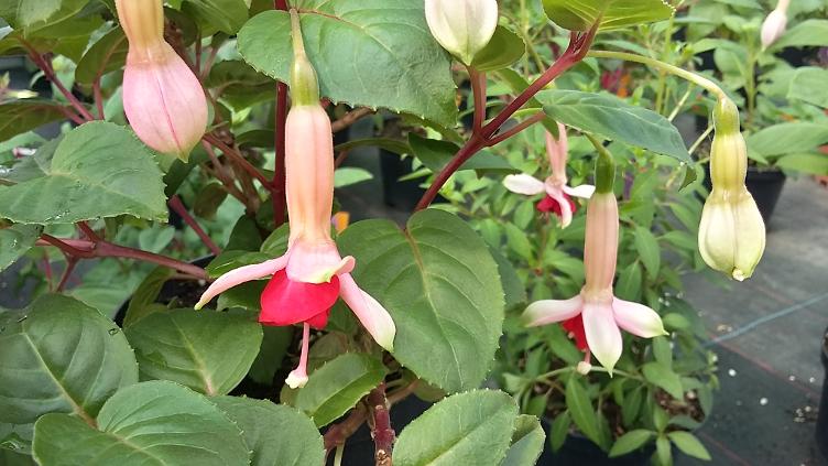 Fuchsia Fatima