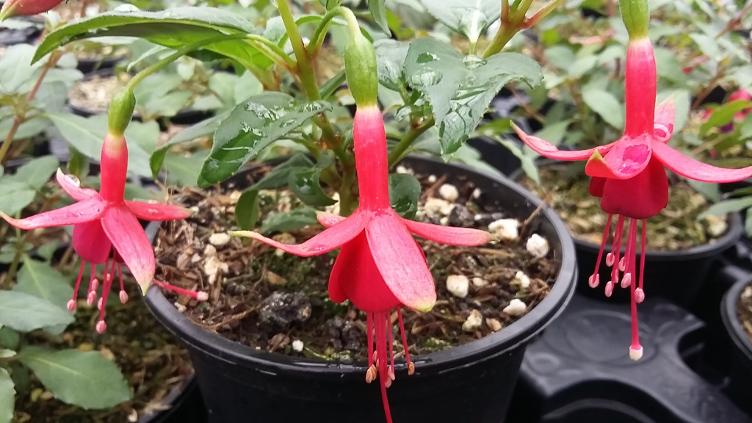 Fuchsia Flash