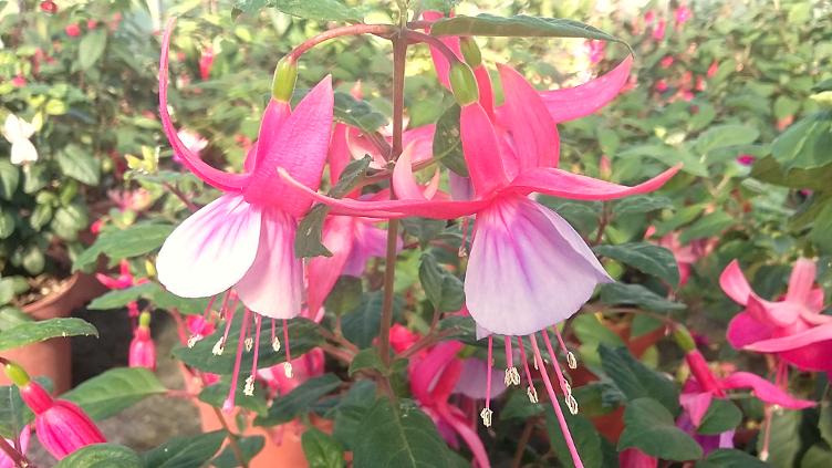 Fuchsia Freundeskreis Bodensee
