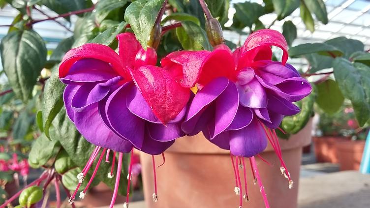 Fuchsia Frühling