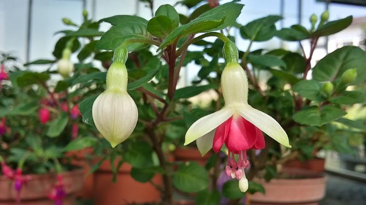 Fuchsia Galadriel