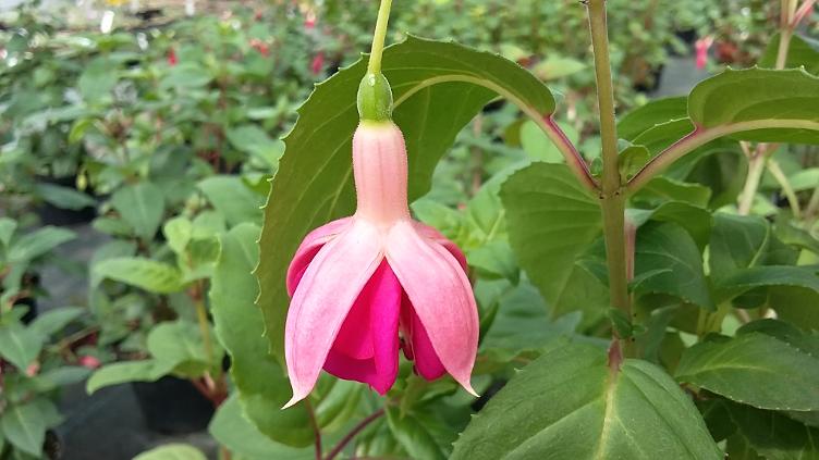 Fuchsia Garden News