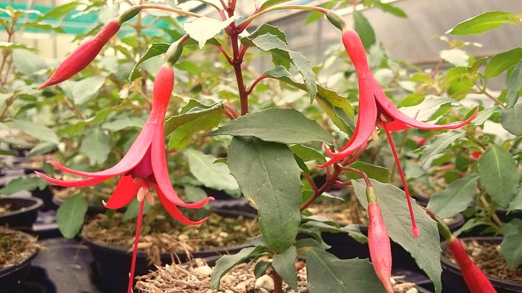 Fuchsia Gauner