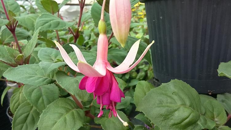 Fuchsia Gay Fandango