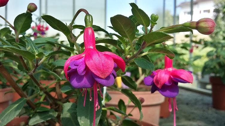 Fuchsia General Monk