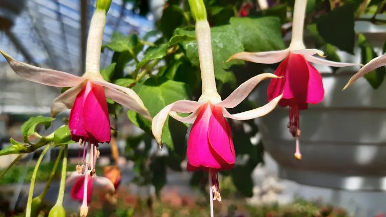 Fuchsia Gesäuseperle