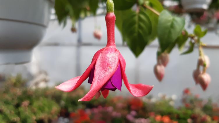 Fuchsia Glockenspiel