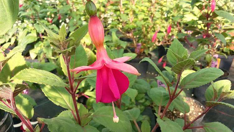 Fuchsia Göttinger Ruhm