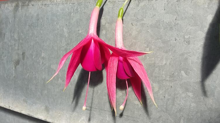 Fuchsia Golondrina