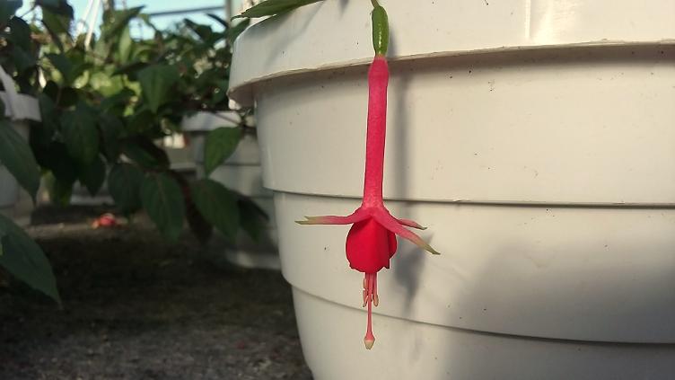 Fuchsia Grasmere