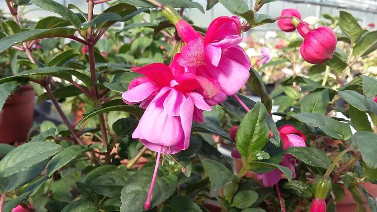 Fuchsia Heidi Ann