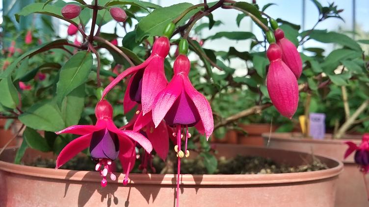 Fuchsia Henning Becker