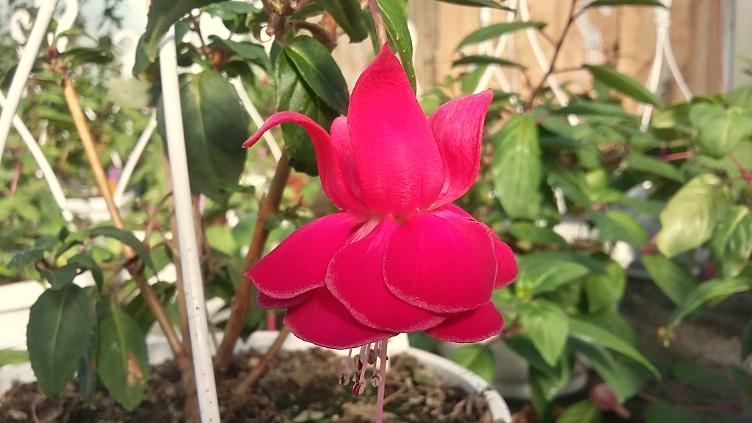 Fuchsia Henriecke Dimi