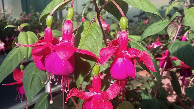 Fuchsia Herald