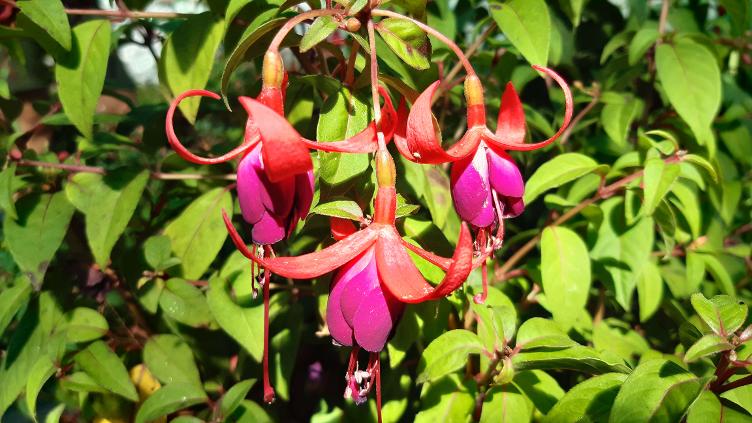 Fuchsia Heron