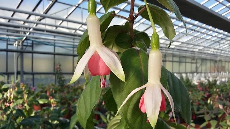 Fuchsia Hidcote Beauty