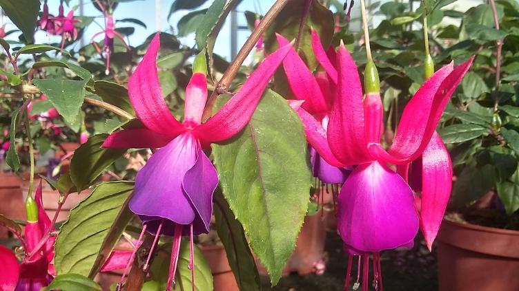 Fuchsia Howlett`s Hardy