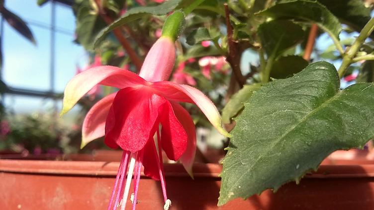 Fuchsia Isabell Reim