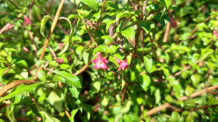Fuchsia Isis