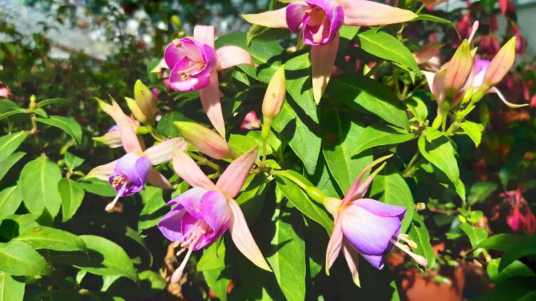Fuchsia Ivana van Amsterdam