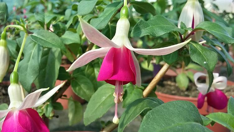 Fuchsia Joy Patmore