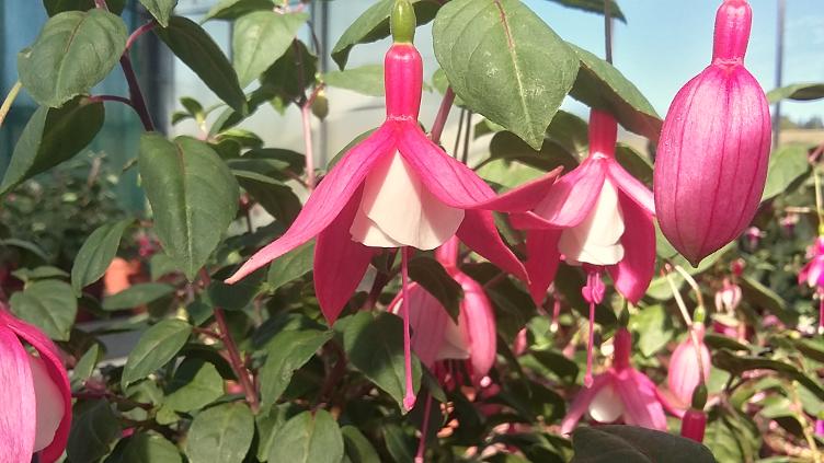 Fuchsia Jubilée RGM 20