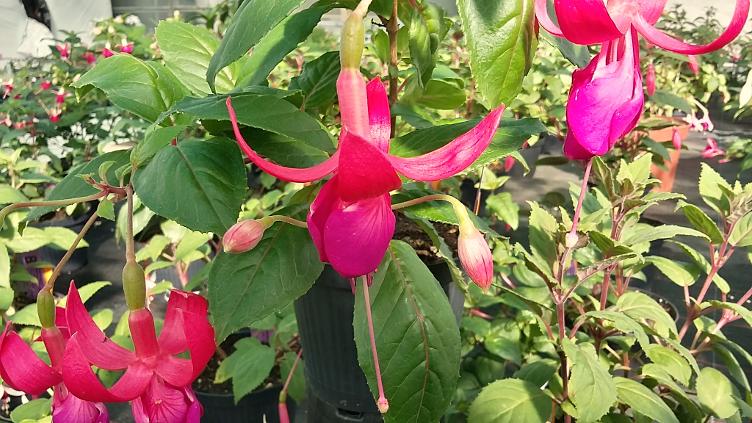 Fuchsia King George V