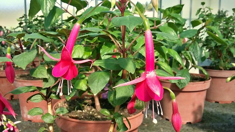Fuchsia Kwintet