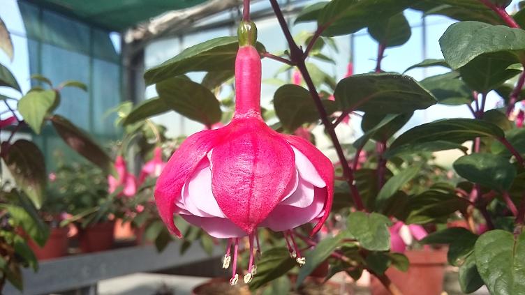 Fuchsia La Rosita