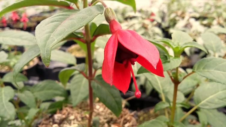 Fuchsia Lady Boothby