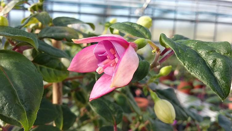 Fuchsia Lady Ramsey