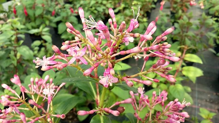 Fuchsia Lechlade Gorgon