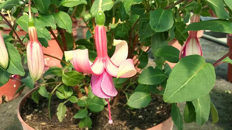 Fuchsia Leonora