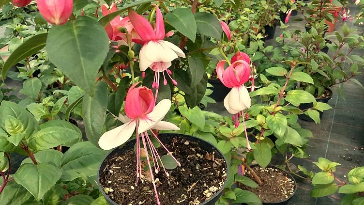 Fuchsia Liebelei