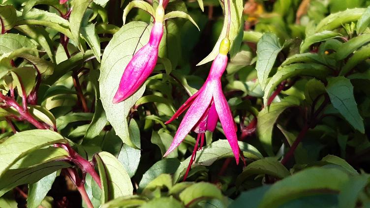 Fuchsia Lilith