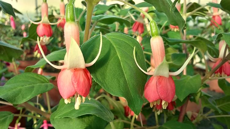 Fuchsia Machu Picchu