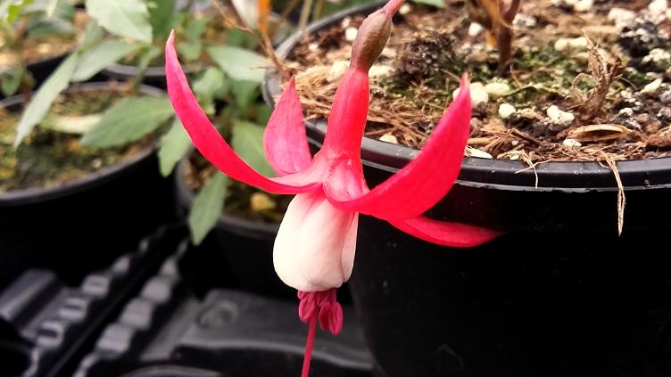 Fuchsia Madame Cornelissen
