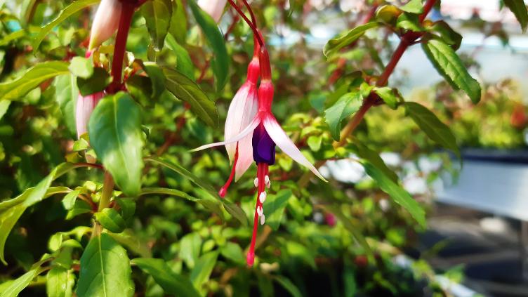 Fuchsia magellanica var. Arauco